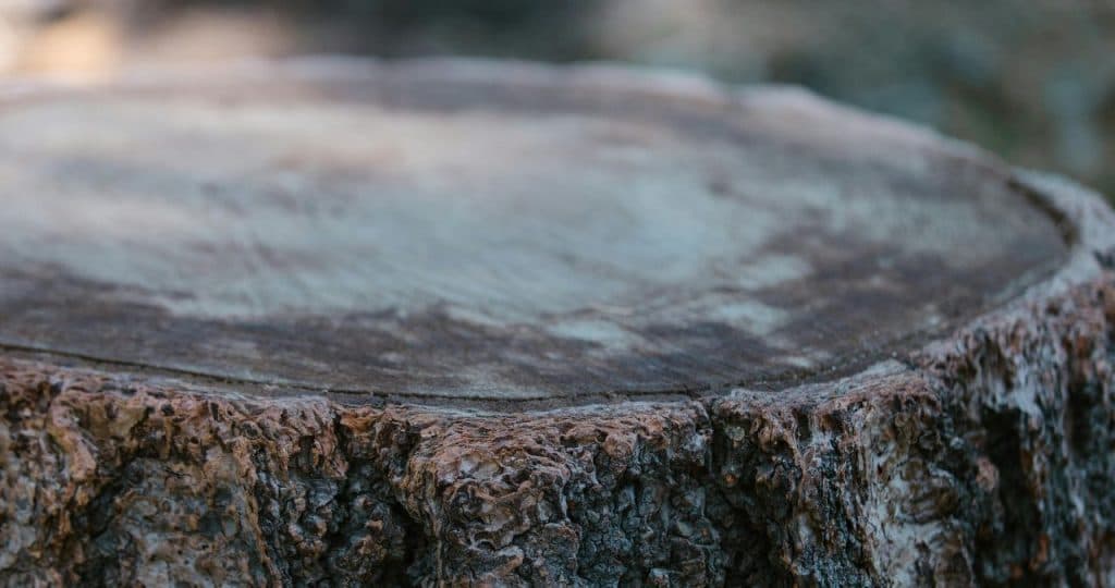 Master the Art of DIY: Effective Techniques for Burning and Rotting Tree Stumps